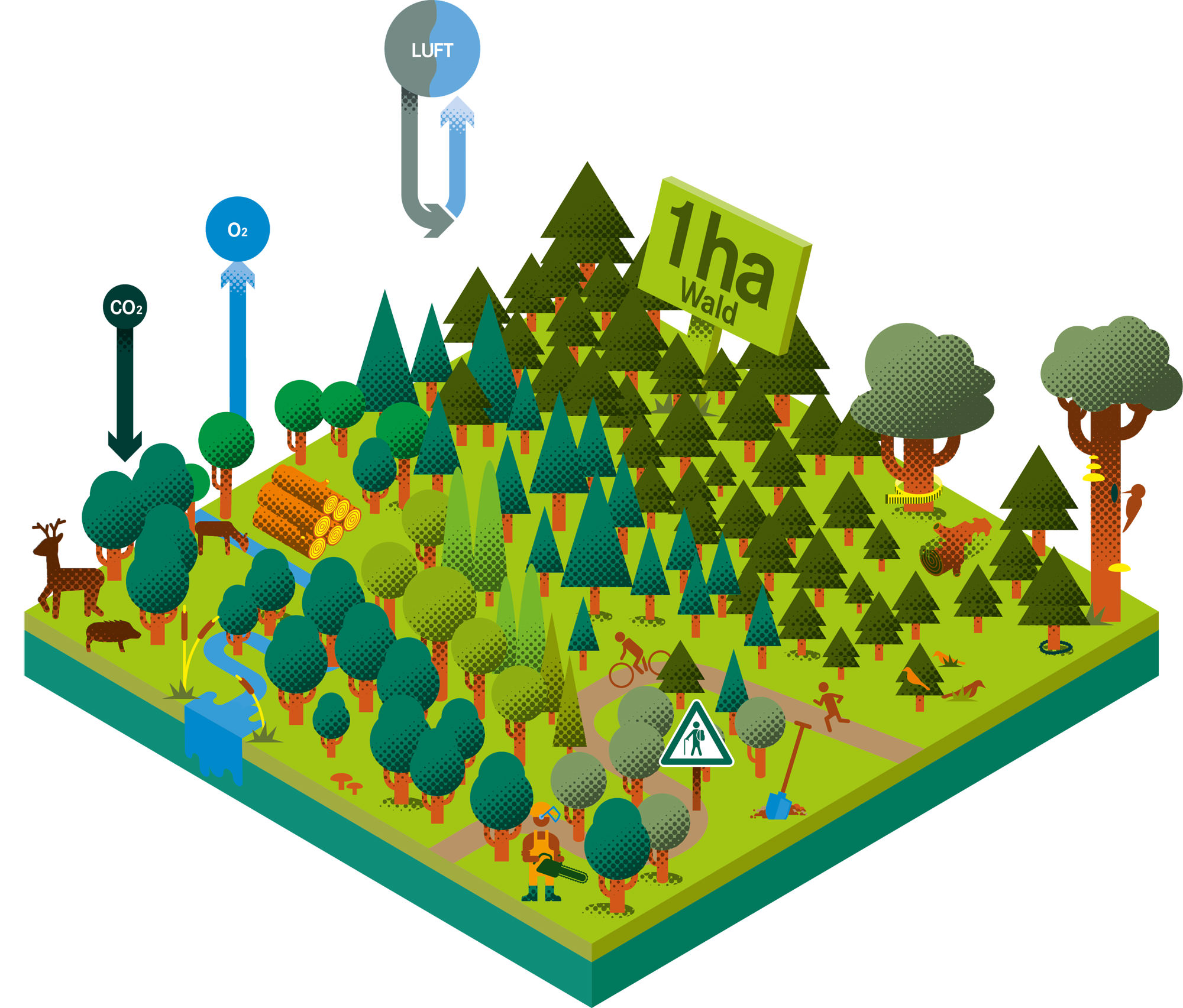 Grafik zu 1 ha Wald